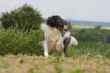 BARZOI 092